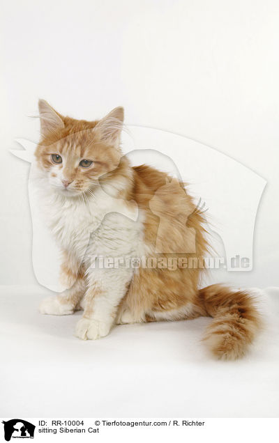 sitzende Sibirische Katze / sitting Siberian Cat / RR-10004
