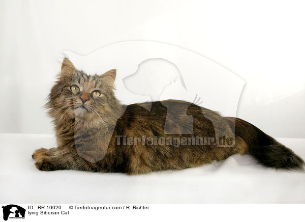 liegende Sibirische Katze / lying Siberian Cat / RR-10020