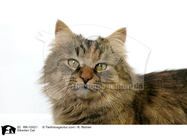 Sibirische Katze Portrait / Siberian Cat / RR-10021