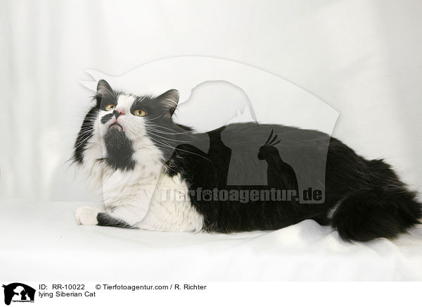 liegende Sibirische Katze / lying Siberian Cat / RR-10022