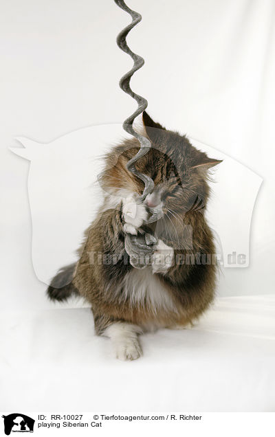 spielende Sibirische Katze / playing Siberian Cat / RR-10027
