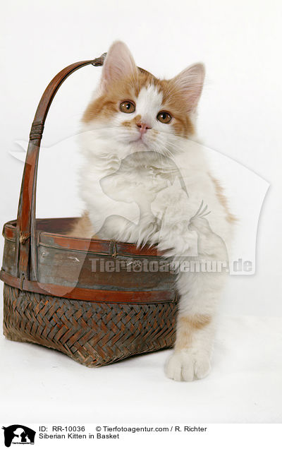 Sibirische Katze im Krbchen / Siberian Kitten in Basket / RR-10036