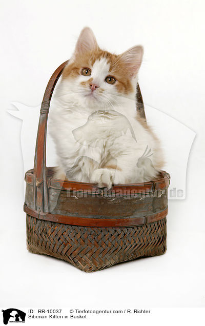 Sibirische Katze im Krbchen / Siberian Kitten in Basket / RR-10037