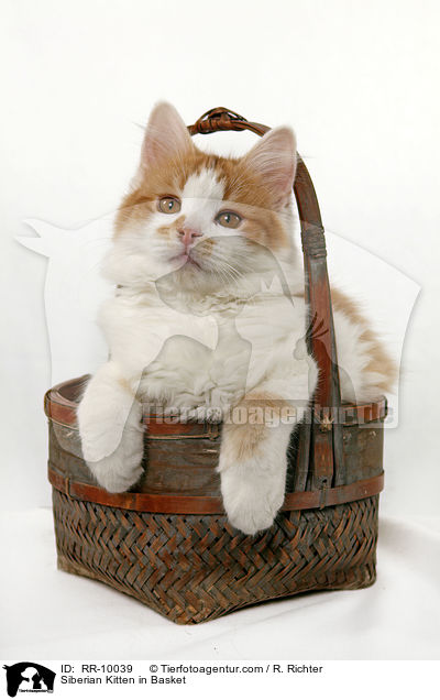 Sibirische Katze im Krbchen / Siberian Kitten in Basket / RR-10039