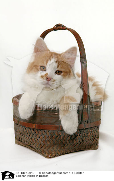 Sibirische Katze im Krbchen / Siberian Kitten in Basket / RR-10040