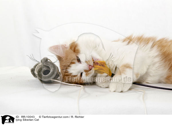 liegende Sibirische Katze / lying Siberian Cat / RR-10043