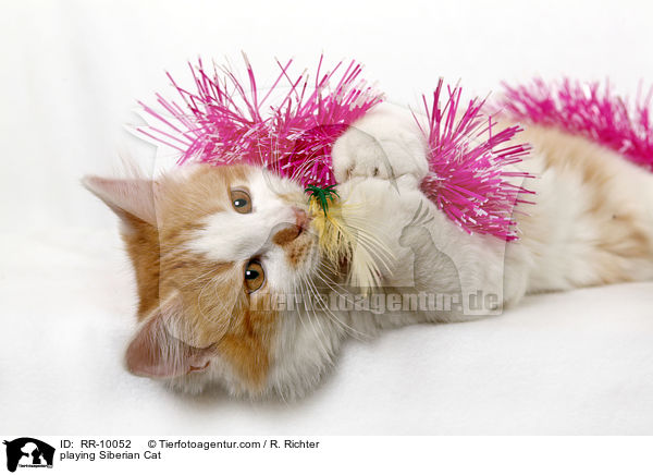spielende Sibirische Katze / playing Siberian Cat / RR-10052