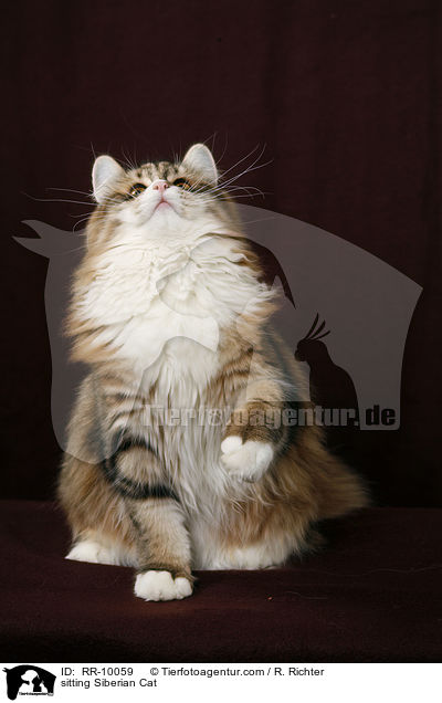 sitzende Sibirische Katze / sitting Siberian Cat / RR-10059