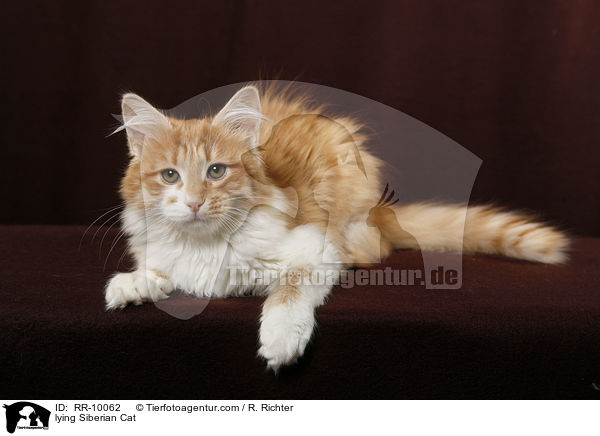 liegende Sibirische Katze / lying Siberian Cat / RR-10062