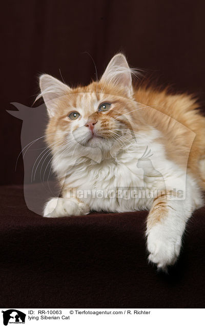 liegende Sibirische Katze / lying Siberian Cat / RR-10063