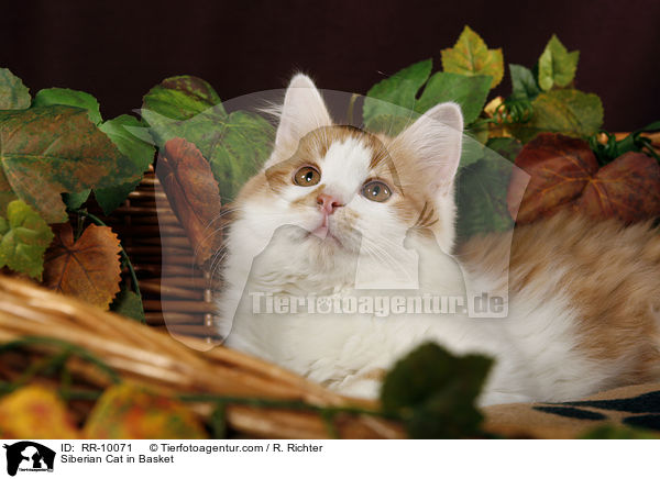 Sibirische Katze im Krbchen / Siberian Cat in Basket / RR-10071