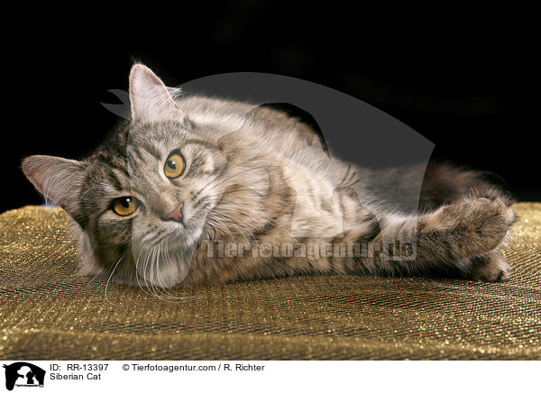Sibirische Katze / Siberian Cat / RR-13397