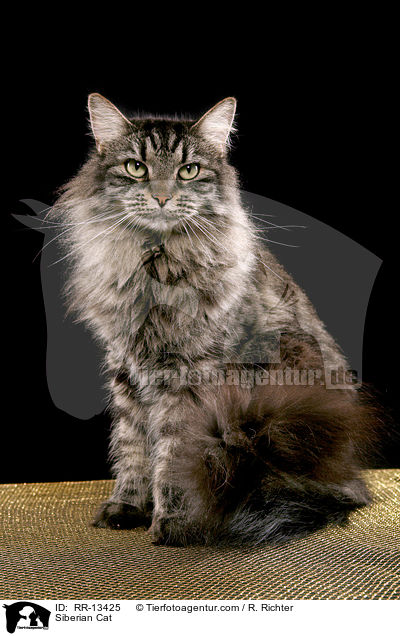 Sibirische Katze / Siberian Cat / RR-13425