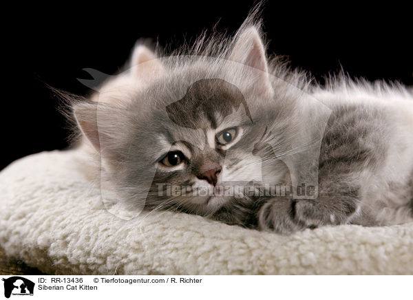 Sibirische Katze Ktzchen / Siberian Cat Kitten / RR-13436