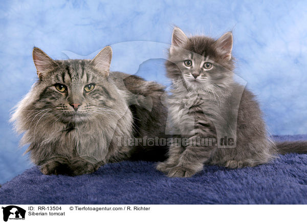 Siberian tomcat / RR-13504