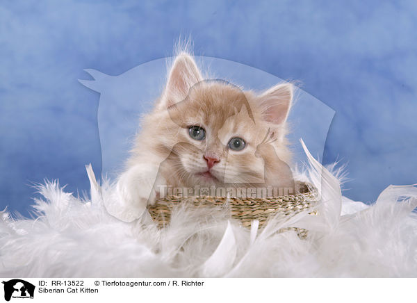 Sibirische Katze Ktzchen / Siberian Cat Kitten / RR-13522