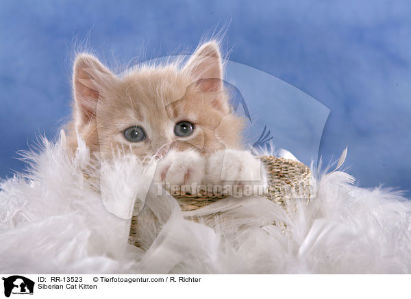Sibirische Katze Ktzchen / Siberian Cat Kitten / RR-13523
