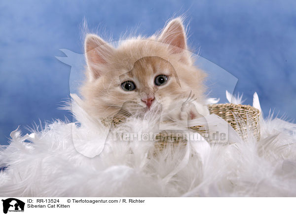 Sibirische Katze Ktzchen / Siberian Cat Kitten / RR-13524