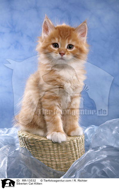 Sibirische Katze Ktzchen / Siberian Cat Kitten / RR-13532