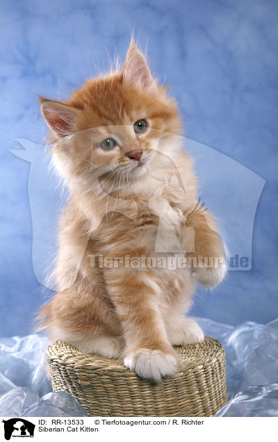 Sibirische Katze Ktzchen / Siberian Cat Kitten / RR-13533
