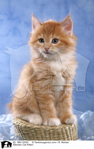 Sibirische Katze Ktzchen / Siberian Cat Kitten / RR-13535