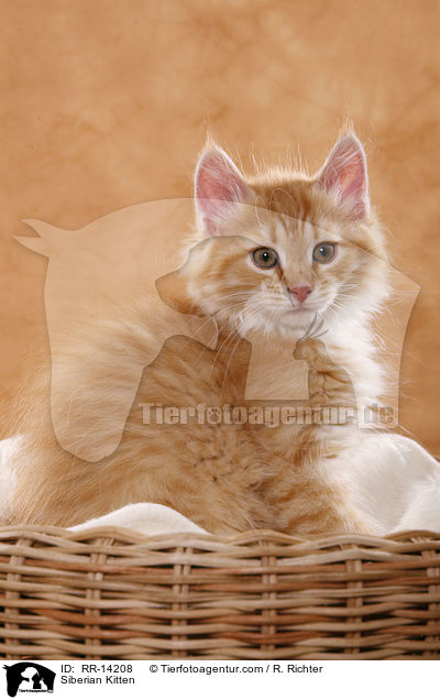 Sibirisches Ktzchen / Siberian Kitten / RR-14208