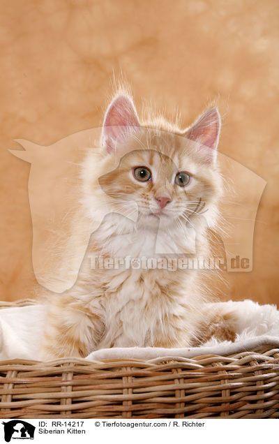 Sibirisches Ktzchen / Siberian Kitten / RR-14217