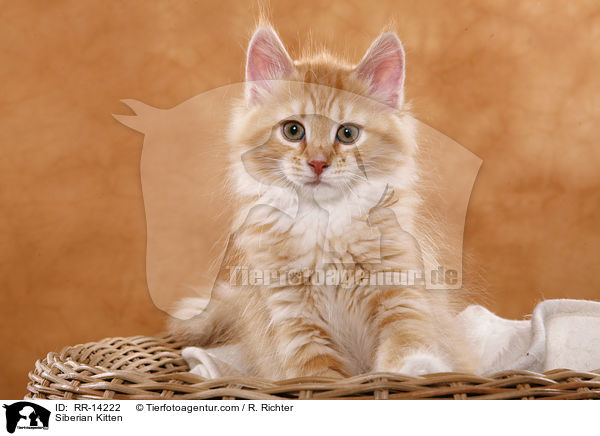 Sibirisches Ktzchen / Siberian Kitten / RR-14222