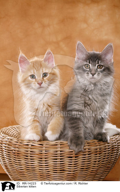 Sibirische Ktzchen / Siberian kitten / RR-14223