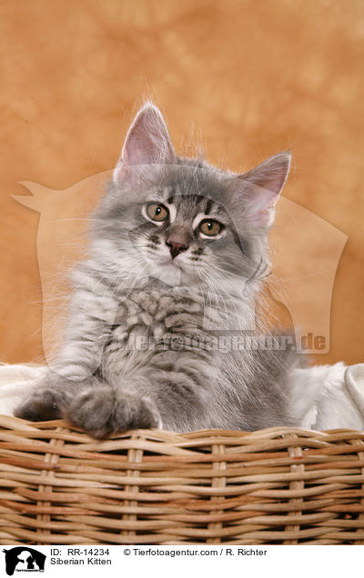 Sibirisches Ktzchen / Siberian Kitten / RR-14234