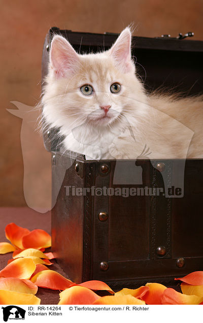 Sibirisches Ktzchen / Siberian Kitten / RR-14264