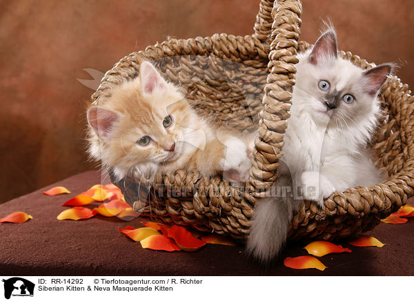 Siberian Kitten & Neva Masquerade Kitten / RR-14292