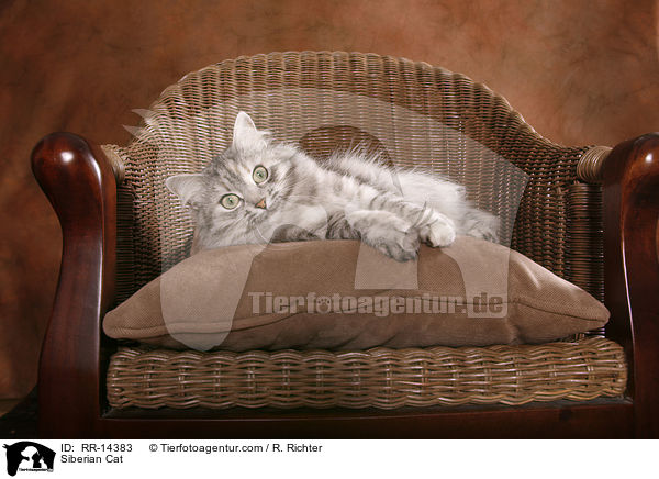Siberian Cat / RR-14383