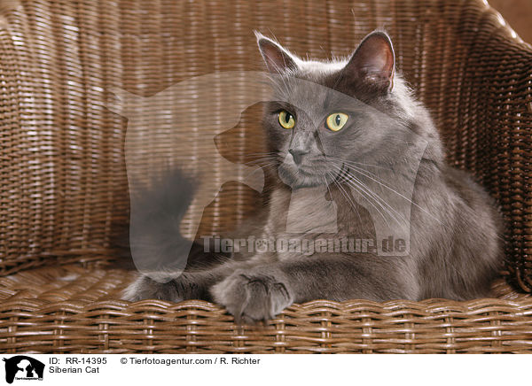 Siberian Cat / RR-14395