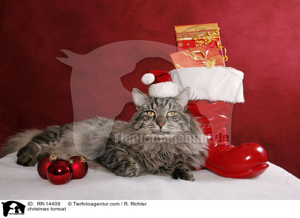 Weihnachtskater / christmas tomcat / RR-14409