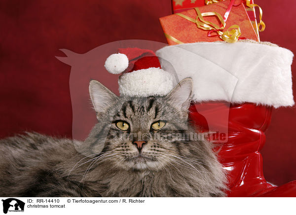 Weihnachtskater / christmas tomcat / RR-14410