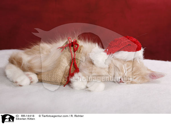 Sibirisches Ktzchen / Siberian Kitten / RR-14418