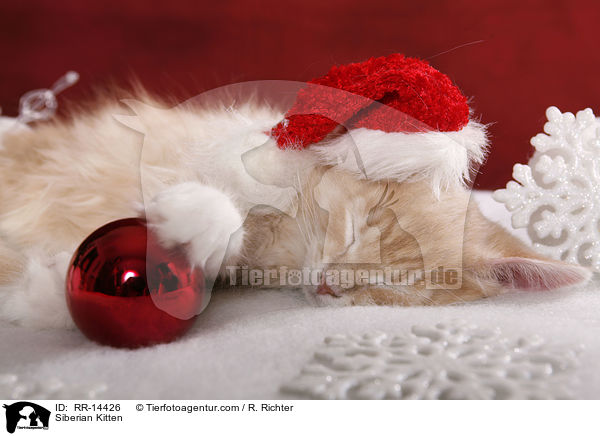 Siberian Kitten / RR-14426