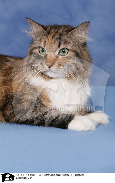 Sibirische Katze / Siberian Cat / RR-15160