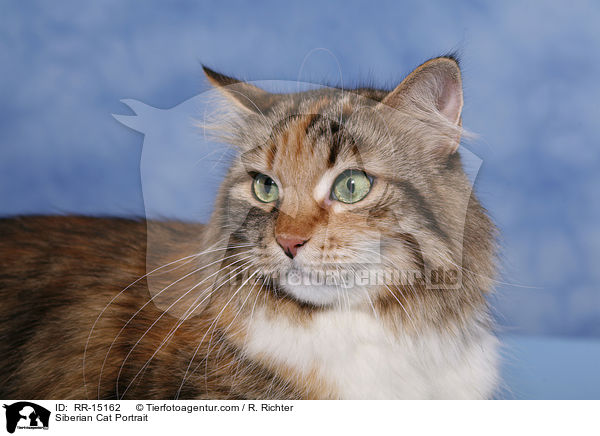 Siberian Cat Portrait / RR-15162