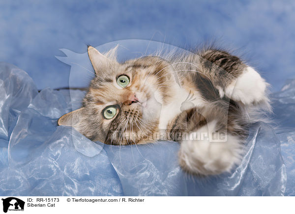 Sibirische Katze / Siberian Cat / RR-15173