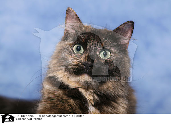 Siberian Cat Portrait / RR-15202