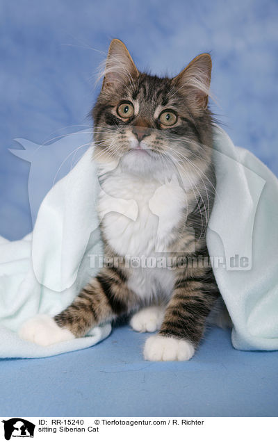 sitzende Sibirische Katze / sitting Siberian Cat / RR-15240