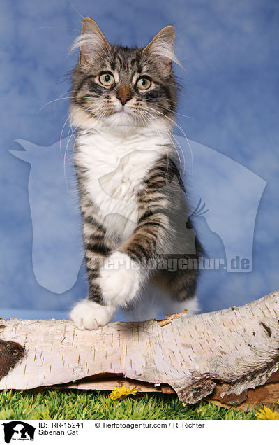 Sibirische Katze / Siberian Cat / RR-15241