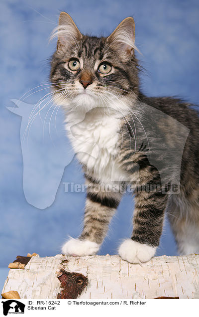 Sibirische Katze / Siberian Cat / RR-15242