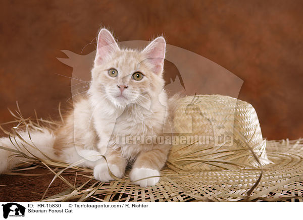 Sibirische Katze / Siberian Forest Cat / RR-15830