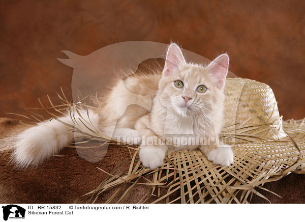 Sibirische Katze / Siberian Forest Cat / RR-15832