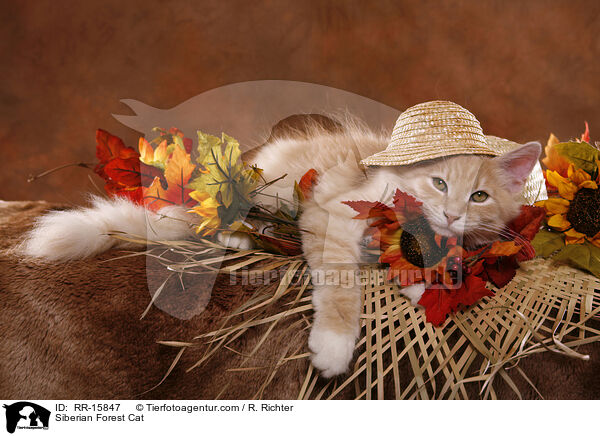 Siberian Forest Cat / RR-15847