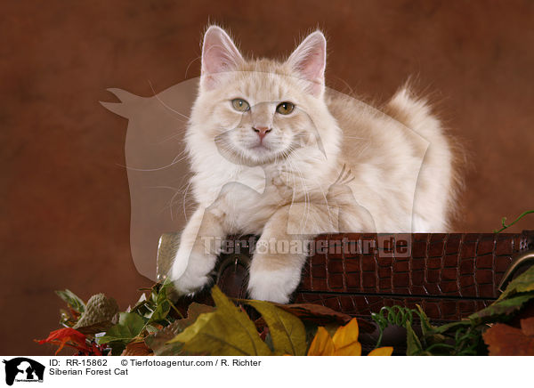 Sibirische Katze / Siberian Forest Cat / RR-15862