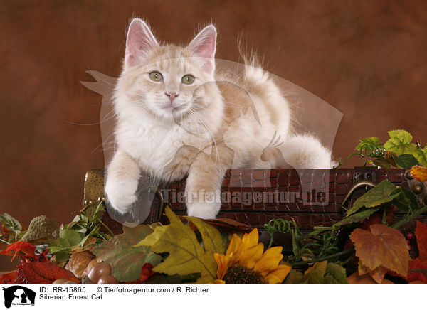Sibirische Katze / Siberian Forest Cat / RR-15865